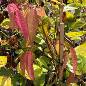 CLEMATIS ARMANDII 'APPLE BLOSSOM'