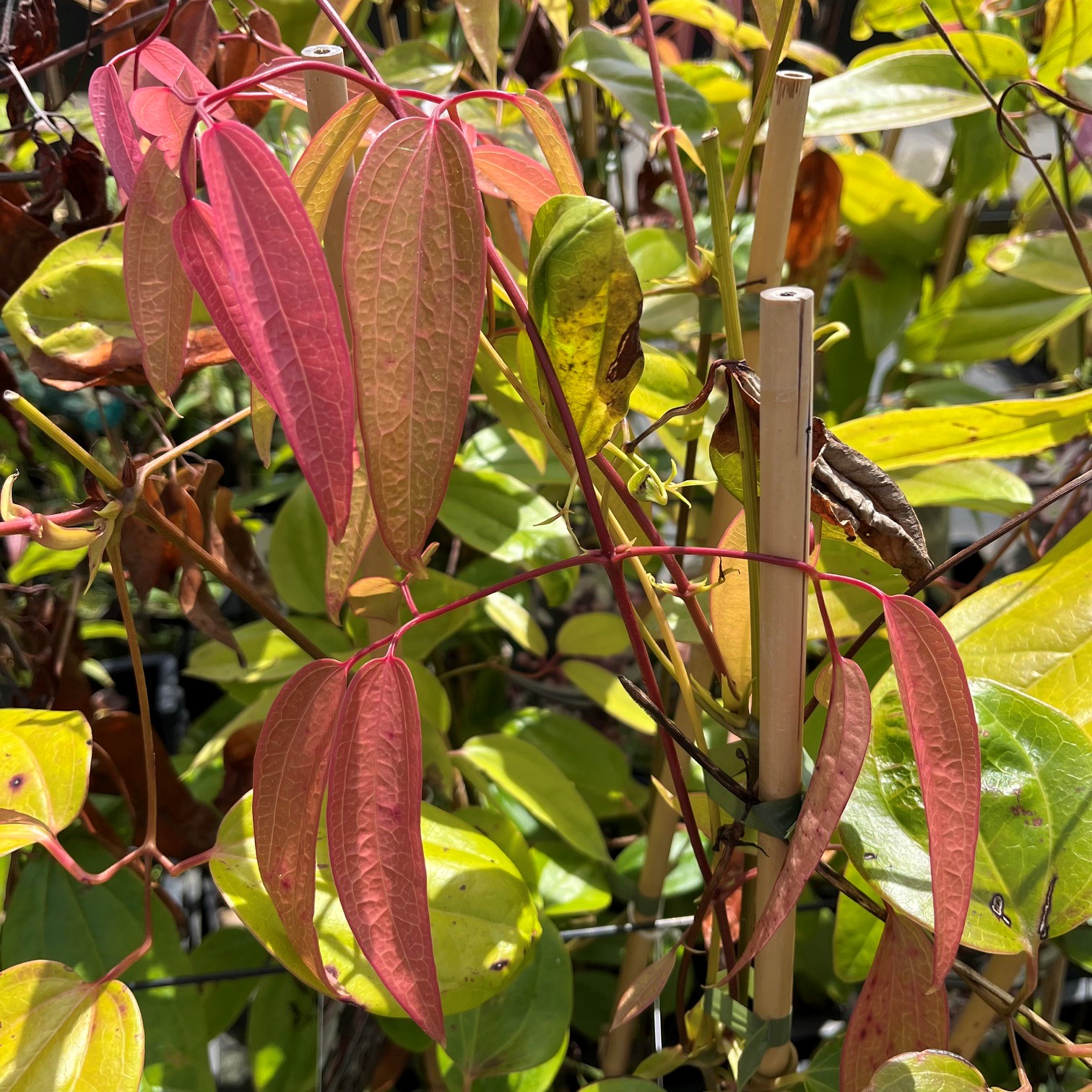 CLEMATIS ARMANDII 'APPLE BLOSSOM'