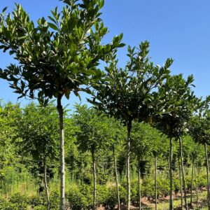 PRUNUS LAUROCERASUS 'GAJO'
