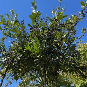 PRUNUS LAUROCERASUS 'GAJO'