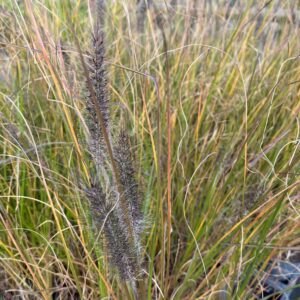 PENNISETUM AL. 'VIRIDESCENS'