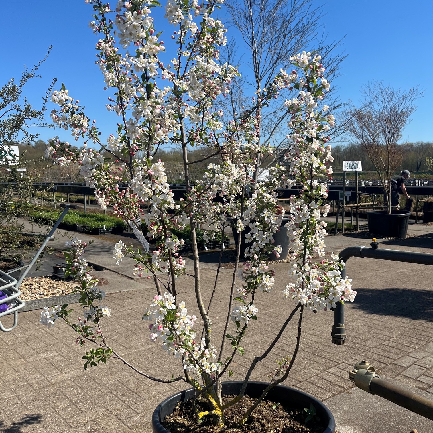 MALUS 'EVERESTE' - Afbeelding 4