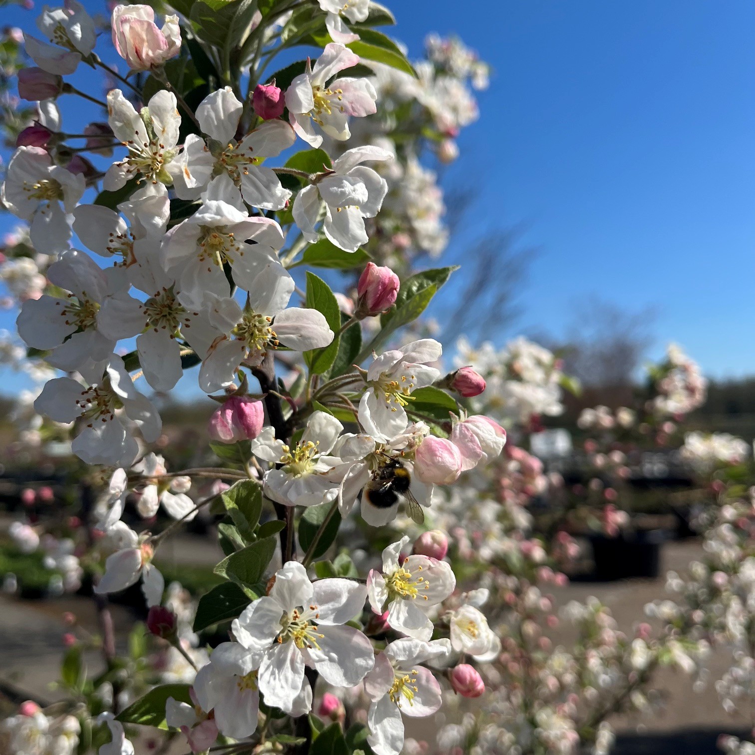 MALUS 'EVERESTE' - Afbeelding 3