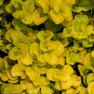 LYSIMACHIA NUMMULARIA 'AUREA'