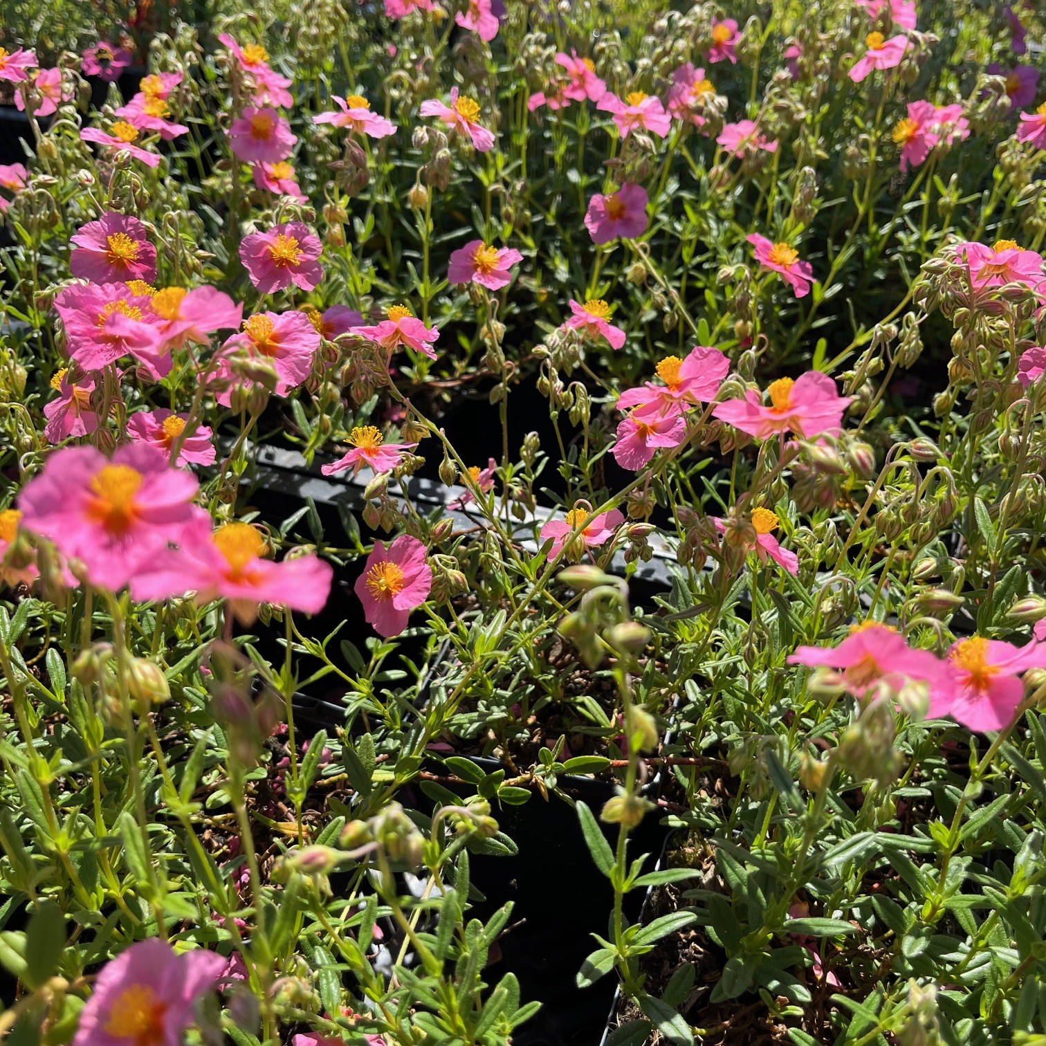 HELIANTHEMUM 'LAWRENSON'S PINK' - Afbeelding 4