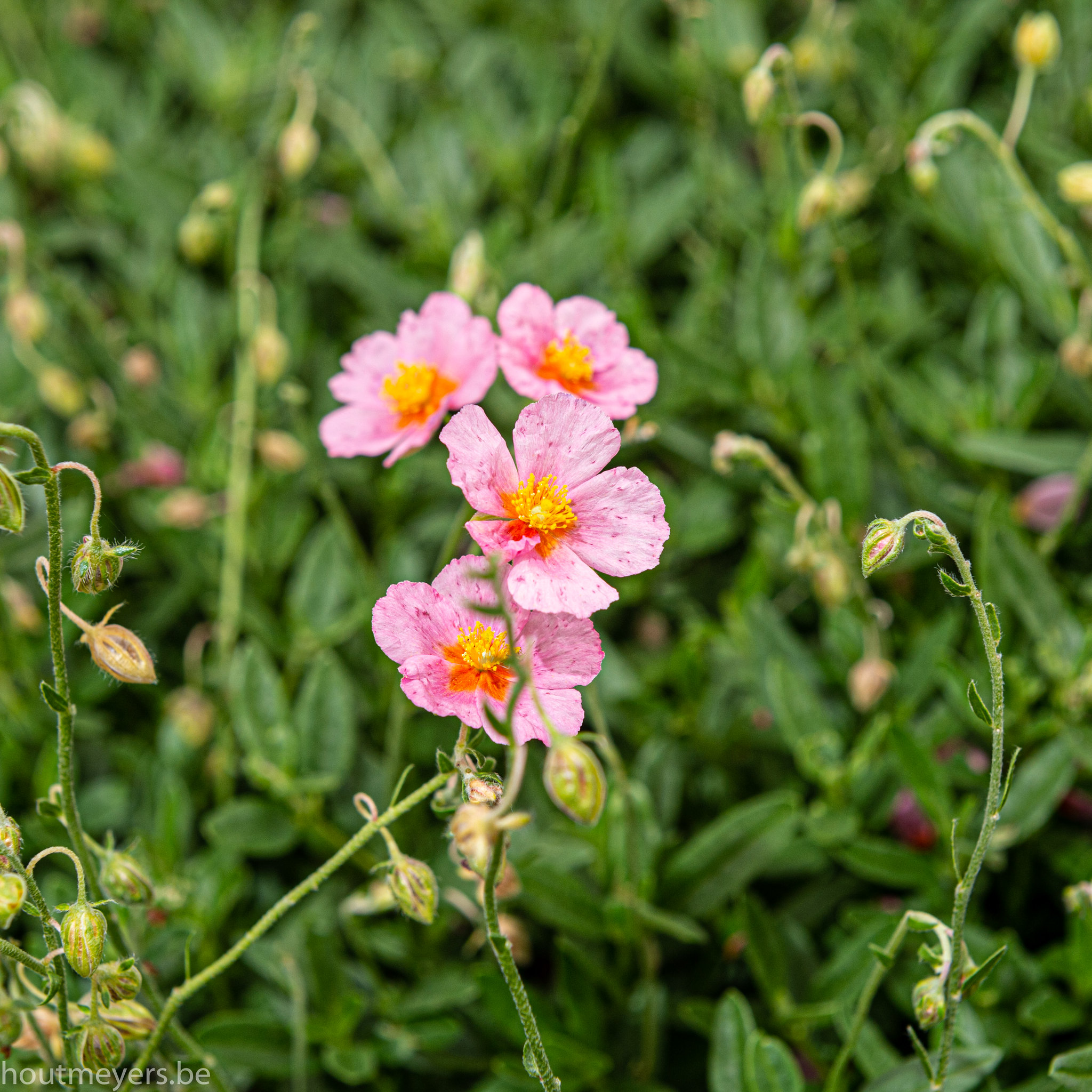 HELIANTHEMUM 'LAWRENSON'S PINK' - Afbeelding 2