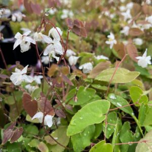 EPIMEDIUM YOUN. 'NIVEUM'