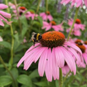ECHINACEA PURPUREA 'MAGNUS'