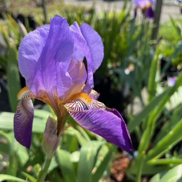 IRIS GERMANICA 'ALCAZAR'