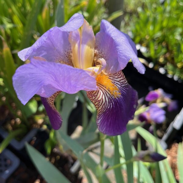 IRIS GERMANICA 'ALCAZAR' - Afbeelding 2