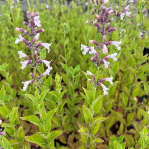 NEPETA GRANDIFLORA 'DAWN TO DUSK'