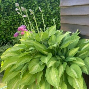 HOSTA 'STRIPTEASE'