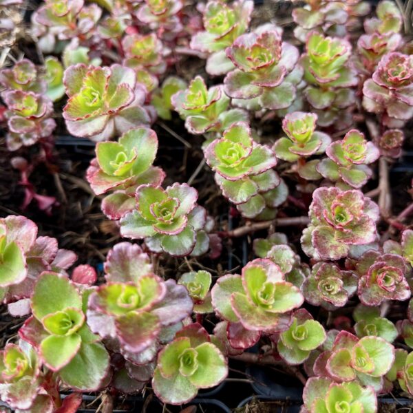 SEDUM SPURIUM 'SCHORBUSER BLUT'