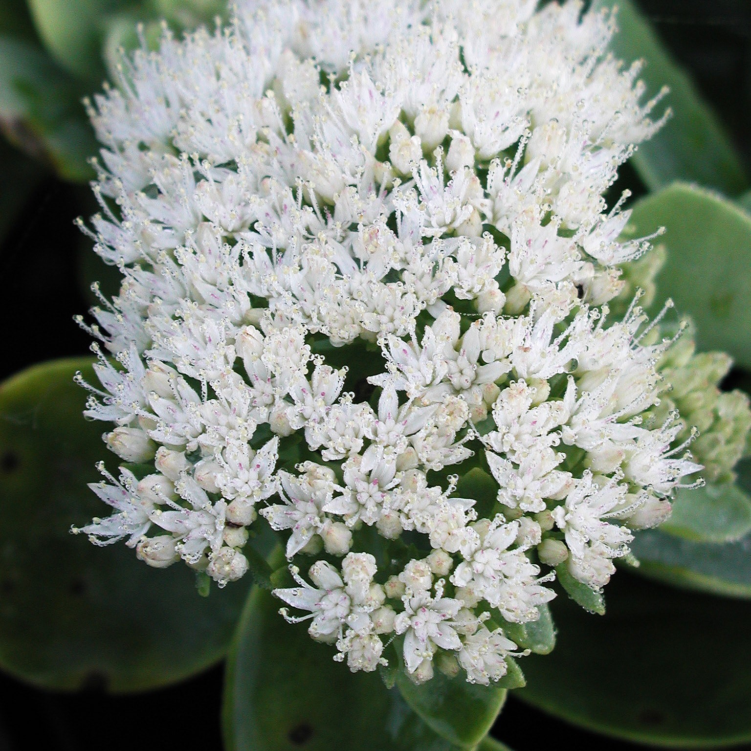 SEDUM SPECTABILE 'ICEBERG'