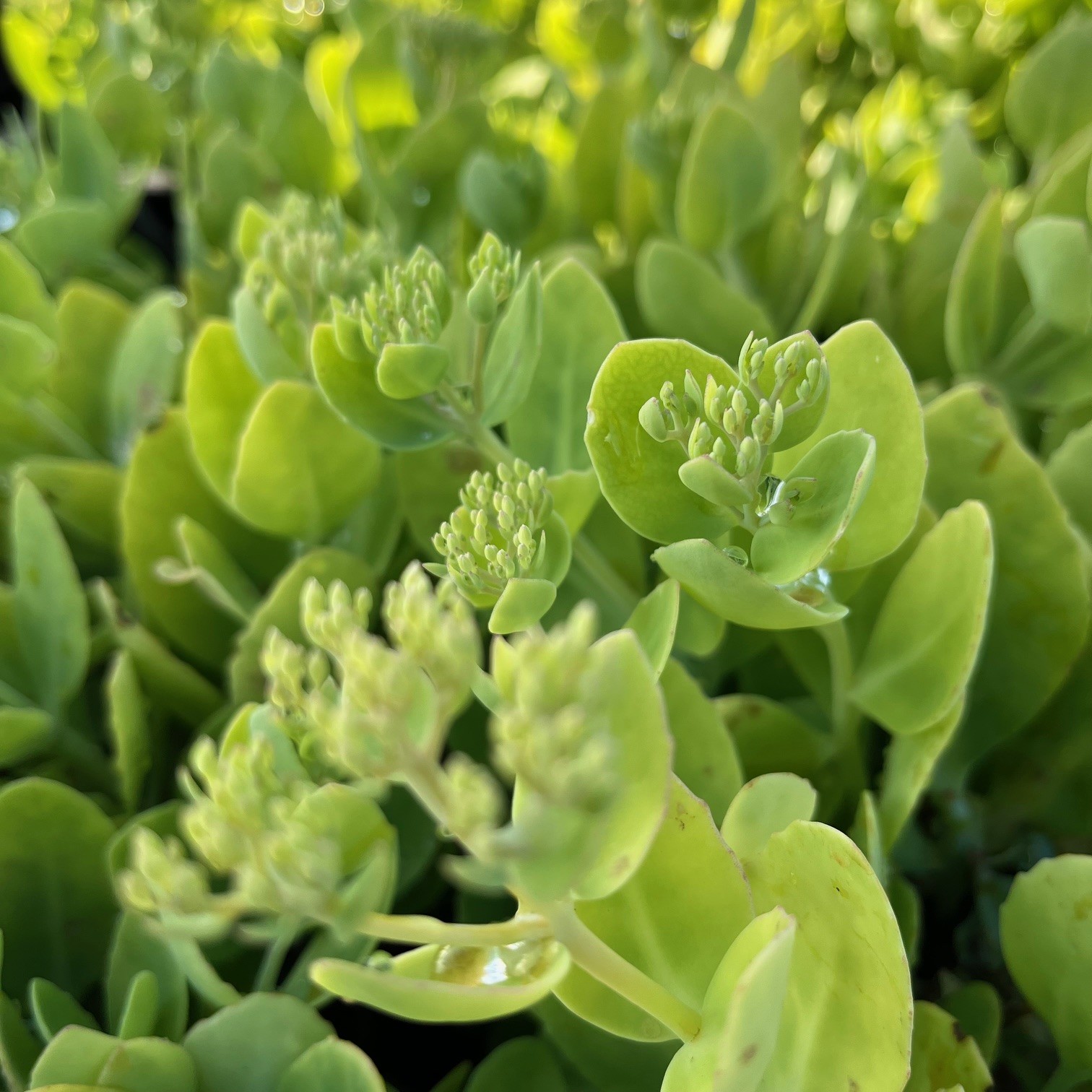 SEDUM SPECTABILE 'ICEBERG' - Afbeelding 3