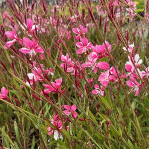 GAURA LINDHEIMERI 'SISKIYOU PINK'