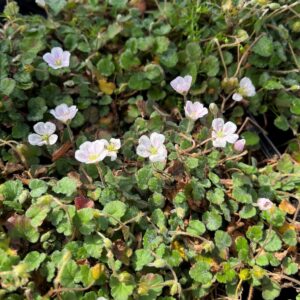 ERODIUM REICHARDII 'ALBUM'