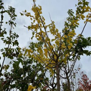 MORUS ALBA 'FRUITLESS'