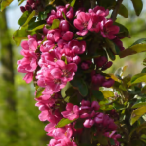 MALUS 'APPOLLO'