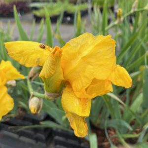 IRIS GERMANICA 'OLA KALA'