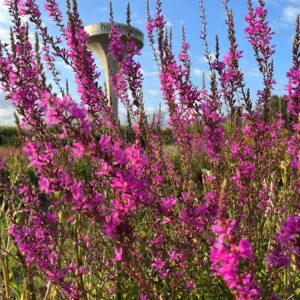 LYTHRUM SALICARIA 'ROBERT'