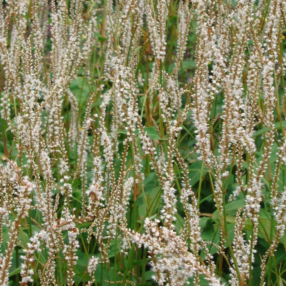 PERSICARIA AMPLEX. 'ALBA' - Afbeelding 4