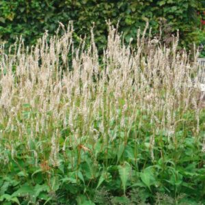 PERSICARIA AMPLEX. 'ALBA'