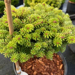 ABIES KOREANA 'NADELKISSEN'