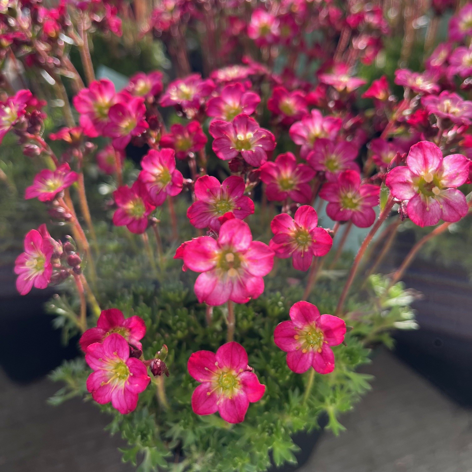 SAXIFRAGA 'PIXIE' - Afbeelding 2