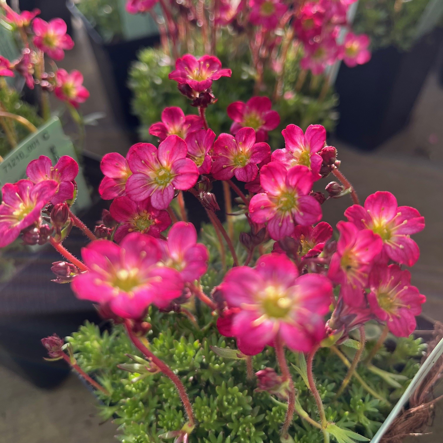 SAXIFRAGA 'PIXIE'