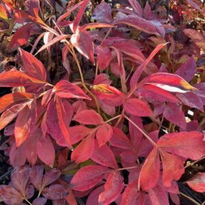 PAEONIA 'SHIRLEY TEMPLE'