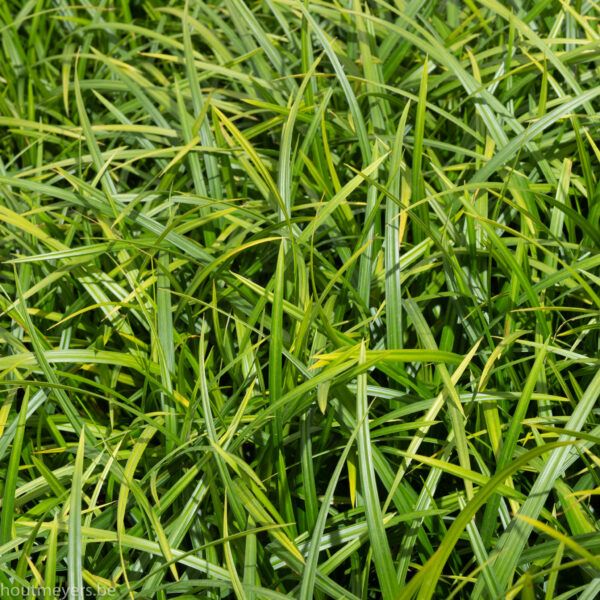 CAREX MOR. 'IRISH GREEN'