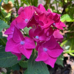 HYDRANGEA MACROPHYLLA 'LEUCHTFEUER'