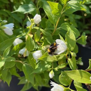 PHILADELPHUS 'MANTEAU D'HERMINE'