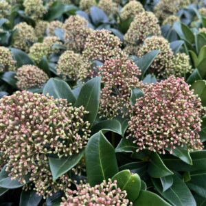 SKIMMIA JAPONICA 'FRAGRANT CLOUD'