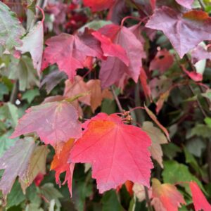 ACER RUBRUM 'FAIRVIEW FLAME'