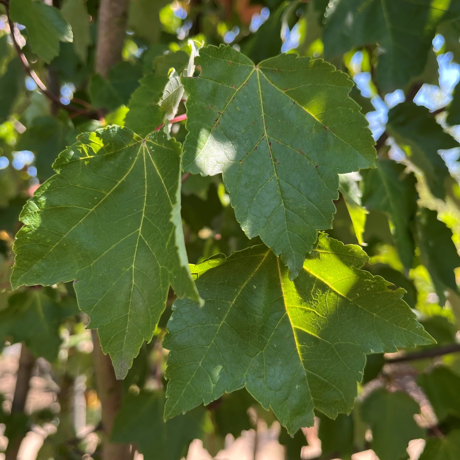 ACER RUBRUM 'FAIRVIEW FLAME' - Afbeelding 4