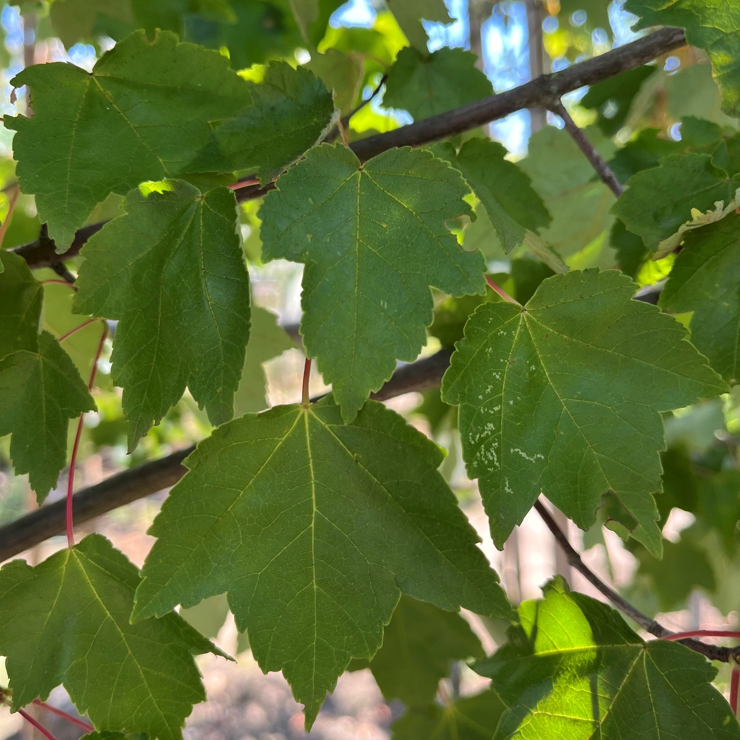 ACER RUBRUM 'FAIRVIEW FLAME' - Afbeelding 3