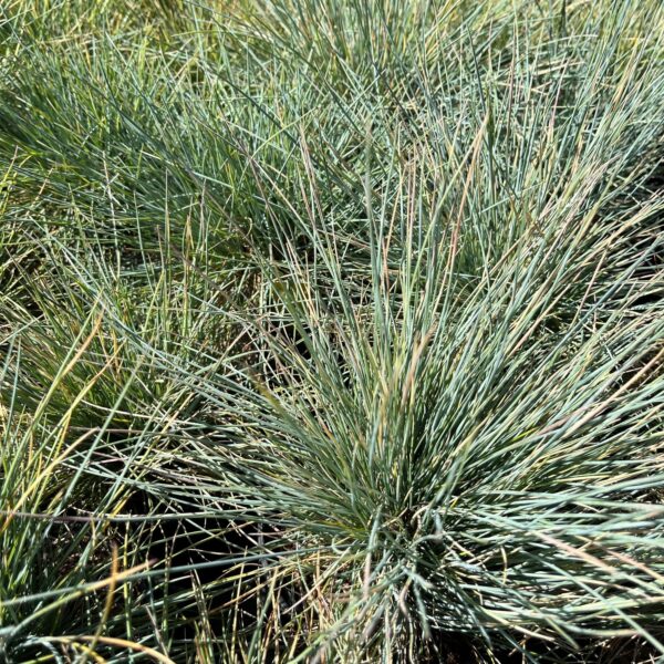 FESTUCA GLAUCA 'ELIAH BLUE'