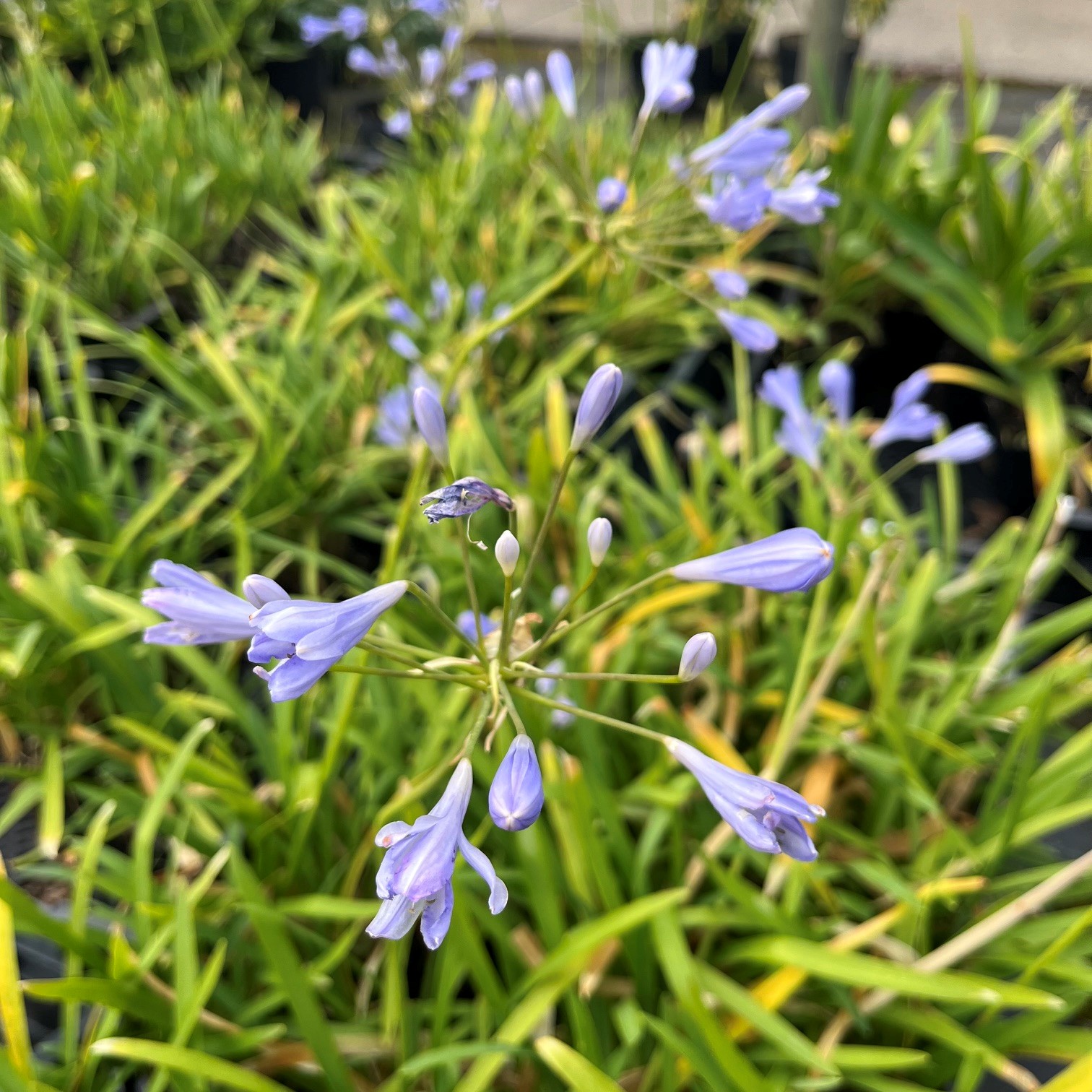 AGAPANTHUS 'PETER PAN'