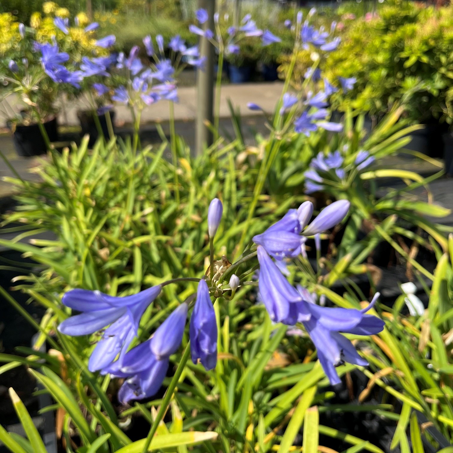 AGAPANTHUS 'PETER PAN' - Afbeelding 3