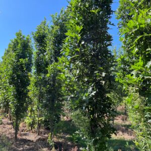 QUERCUS PALUSTRIS 'GREEN PILLAR'
