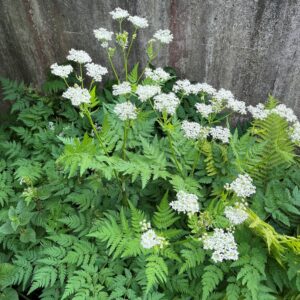 MYRRHIS ODORATA