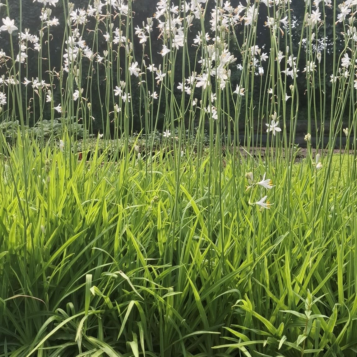 PARADISEA LUSITANICA - Afbeelding 4