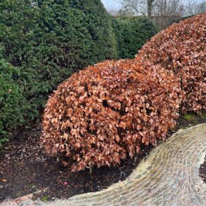 FAGUS SYLVATICA