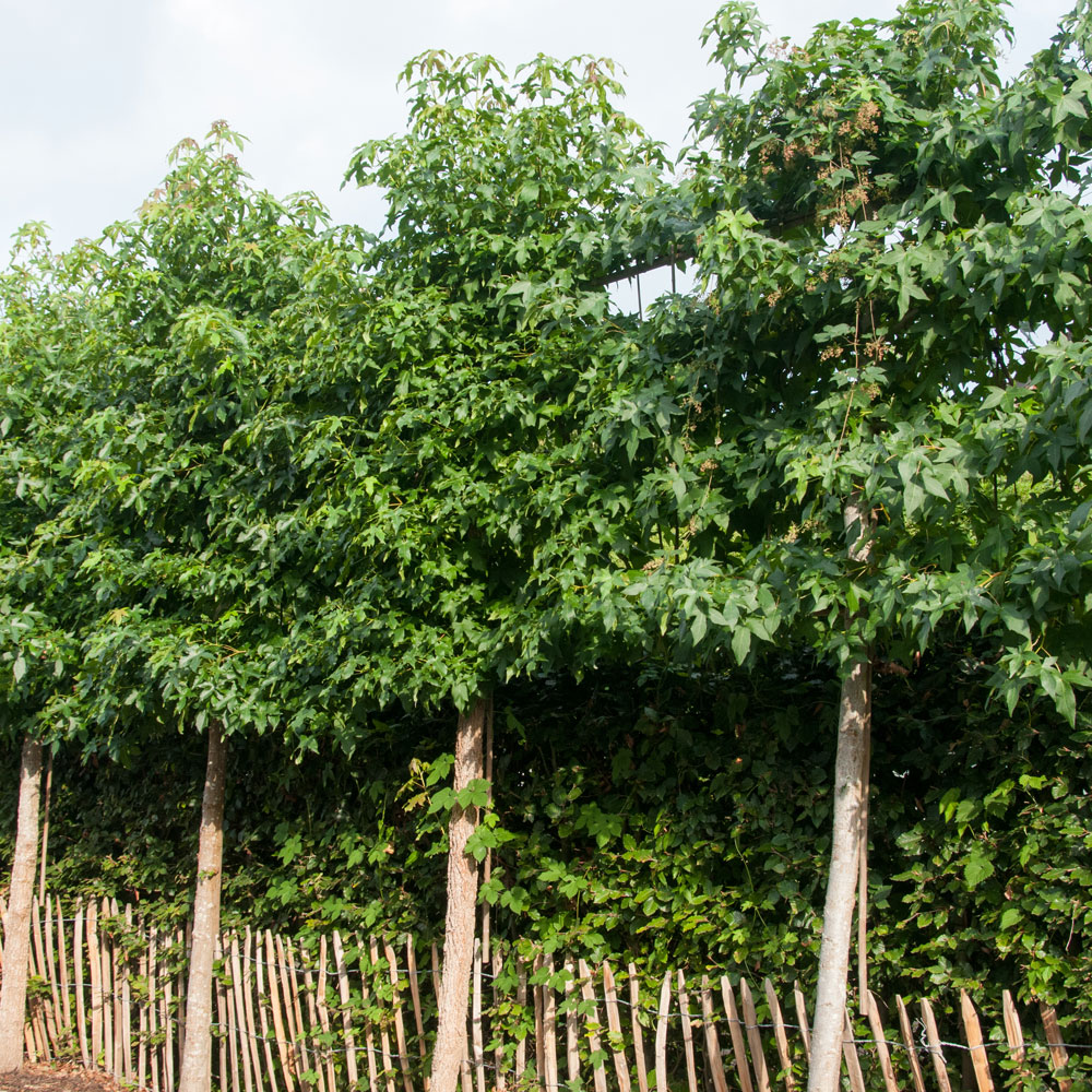 LIQUIDAMBAR STYRACIFLUA - Afbeelding 2