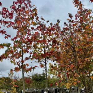 LIQUIDAMBAR STYRACIFLUA