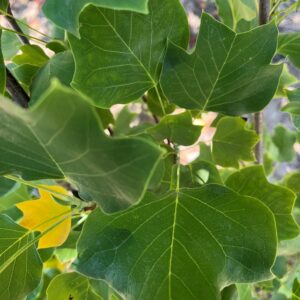 LIRIODENDRON TULIPIFERA 'FASTIGIATUM'