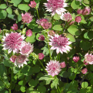 ASTRANTIA MAJOR 'ROMA'