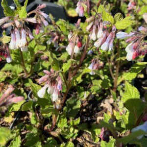 SYMPHYTUM GRANDIFLORUM 'HIDCOTE BLUE'